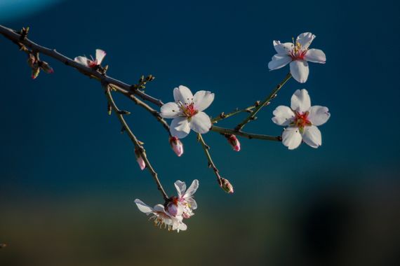 barbanegra707 en Hamelin: Flora  (Torre de Miguel Sesmero), Prunus dulcis, #almendros 