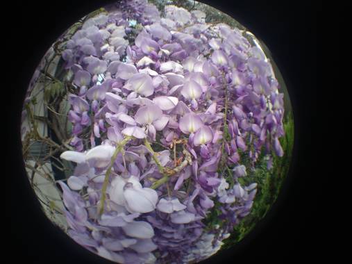 soniagallego71 en Hamelin: Flora, Wisteria sinensis, #naturephotography #nature #naturaleza#natura#flowers #flores #flors#fleurs #primavera #primavera2021...
