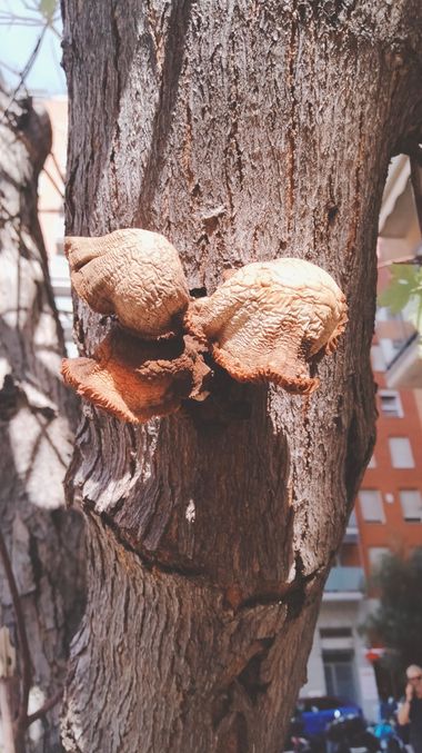 Solerantonio2 en Hamelin: Observación  (Carrer de Sant Francesc de Paula), Hongo