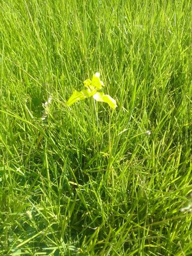 rintadio en Hamelin: Flora  (Nueve de Julio), Por su hoja y como los pistillos no son observables a simple vista. Supongo es una orquidea u orquidasea?. Si...