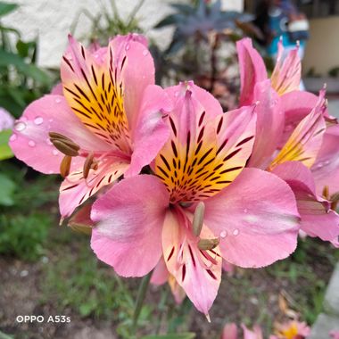 Solerantonio2 en Hamelin: Flora  (Almería), Alstroemeria aurea, Planta