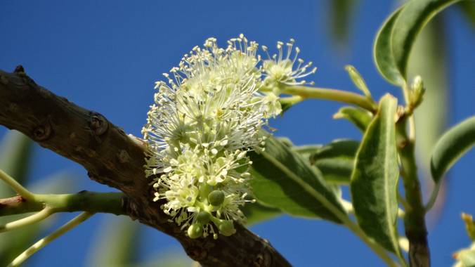 Marsial888 en Hamelin: Flora, Árbol de origen húngaro.