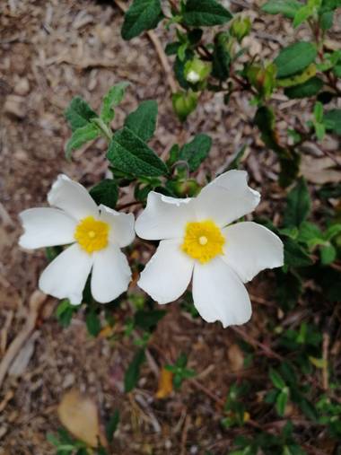 Arianapardos en Hamelin: Flora  (Arganda del Rey), Cistus salviifolius, Primavera

#flores #colores #primavera #landscape #paisaje #naturaleza #madrid #arg...