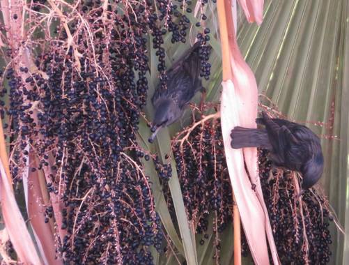 Solerantonio2 en Hamelin: Fauna  (Almería), Sturnus unicolor Temminck, 1820, Sturnus vulgaris Linnaeus 1758 estorninos común 