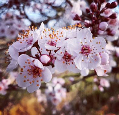 Msanchezvasco en Hamelin: Flora  (Ulldecona), Prunus cerasifera, Es un ciruelo de jardin, su fruto es del tamaño de una cereza.Tanto el corlor como el  sab...