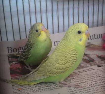 Pachoncita111 en Hamelin: Fauna  (Niza), Pericos australianos de 2 meses y medio de nacidos.