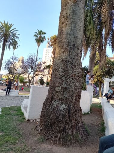 GrachuV. en Hamelin: Flora  (Santa Fe), Palmeras,plaza,tranquilidad.🌺