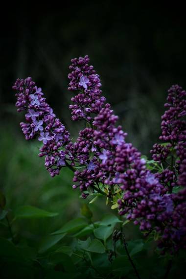 Belenhernandezg en Hamelin: Flora  (Madrid), Syringa vulgaris, #flora21 