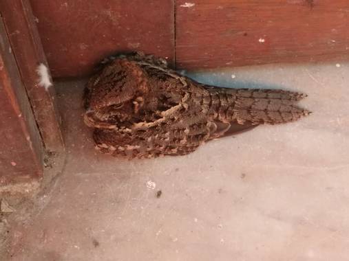 liianalfarth074 en Hamelin: Fauna  (San Fernando del Valle de Catamarca), Hydropsalis torquata (J.F.Gmelin, 1789), Es un ave nocturna 