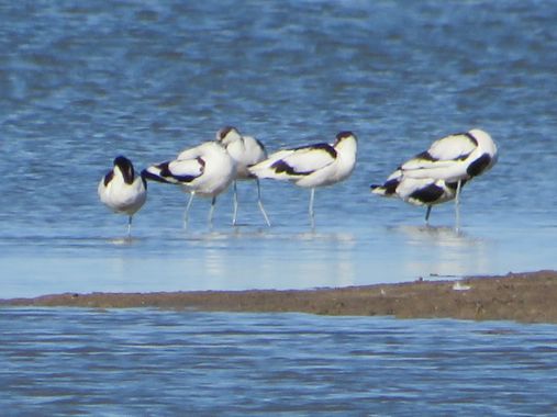 Solerantonio2 en Hamelin: Fauna  (Níjar), Ave