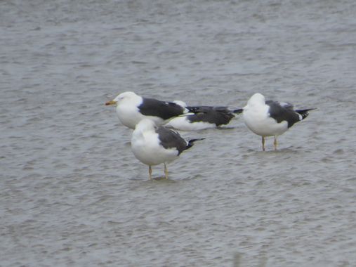 Solerantonio2 en Hamelin: Fauna  (Níjar), Gaviota sombria