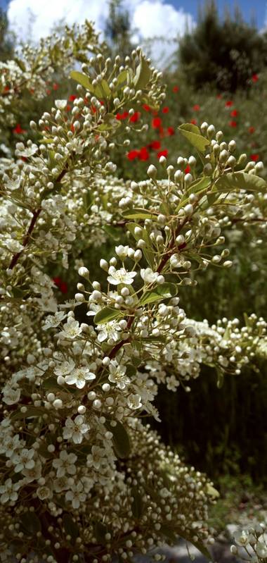 Jldiazcg en Hamelin: Flora  (Madrid), Pyracantha coccinea, El arbusto del millón de flores..#flora21