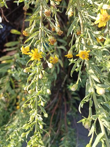 Imasanmar en Hamelin: Flora  (Torre-serona), Dittrichia viscosa, #flored