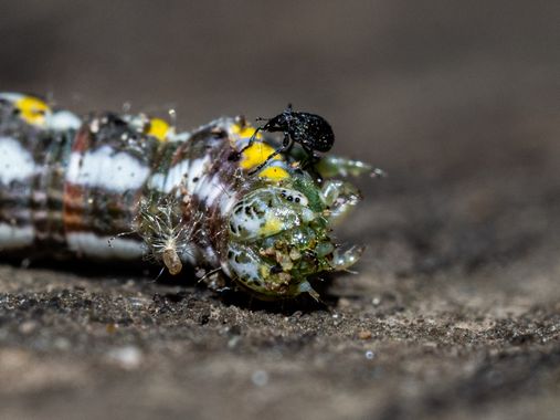 Juancarlosescalera en Hamelin: Fauna  (Dos Hermanas), Oruga y cleonis pigra #insectos #cumplehamelin #macro_captures_ #macro 
