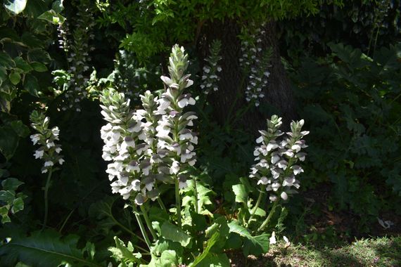 Solerantonio2 en Hamelin: Flora  (Rosalejo), Acanthus mollis, Planta