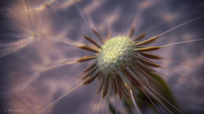 MonniiDiogo en Hamelin: Flora  (Fuentes de Oñoro), #nature 
#naturelovers 
#naturephoto 