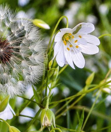 ARTURO  en Hamelin: Flora, #flora21 
