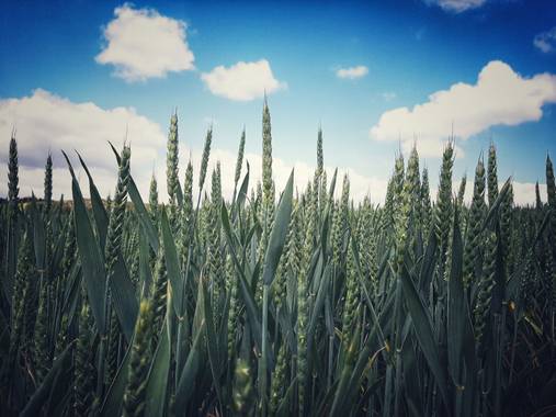 Urtzene en Hamelin: Flora  (Puente la Reina), Triticum aestivum, #flora21 