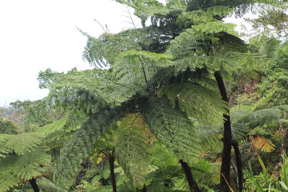 Marisol en Hamelin: Flora, Flora de (Cairns) Australia. Helechos gigantes.