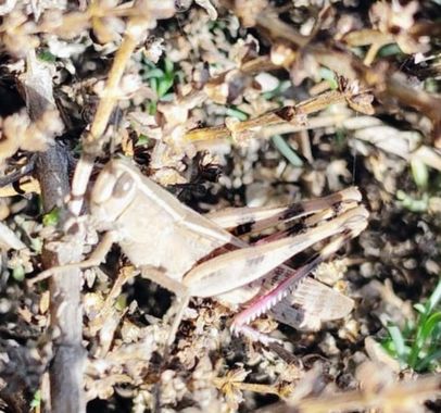 Solerantonio2 en Hamelin: Fauna  (Níjar), Insecto grillo grande