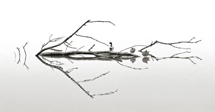 Ignicapillus en Hamelin: Paisaje  (Castelló d'Empúries), Ikebana con patos

El ikebana es el arte floral japonés que distribuye con amor (y acierto) los ta...