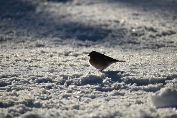 Belenhernandezg en Hamelin: Fauna, Fringilla coelebs Linnaeus, 1758, #invierno20