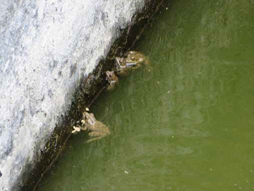 Solerantonio2 en Hamelin: Fauna  (Níjar), Rana común de balza