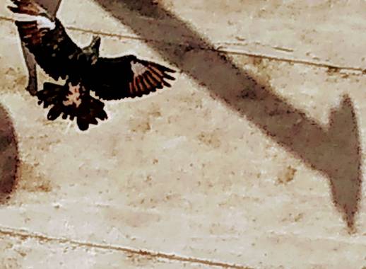 lacandelariaartesanias en Hamelin: Fauna 
