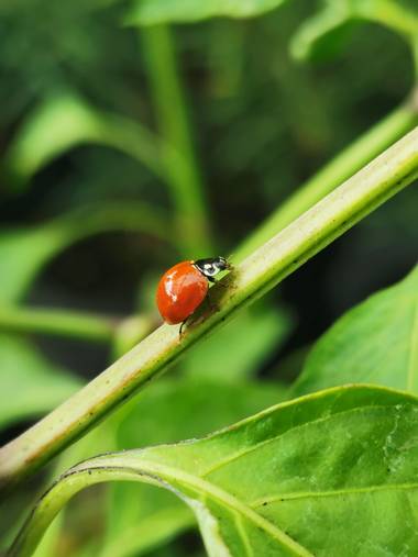 Cristian Monje en Hamelin: Fauna  (Neiva), #faunacolombia 