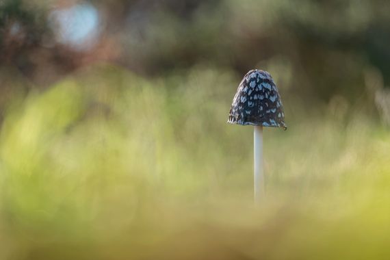 Antonio Jesús Palma Aranda en Hamelin: Observación  (Lora del Río), Setas 2022/2023

📷 Lumix S5 + Sigma 105mm Macro Art
💡 Natural

#setas
#mushrooms