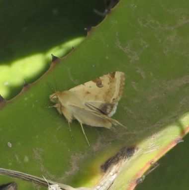 Solerantonio2 en Hamelin: Fauna  (Níjar), Insecto