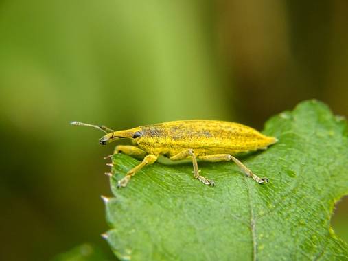 Eritz.cortazar en Hamelin: Fauna  (Bilbao), Curculio del riubarbo🐜

A este tipo de insecto se les conoce como gorgojos y son una de las plagas mas destruc...