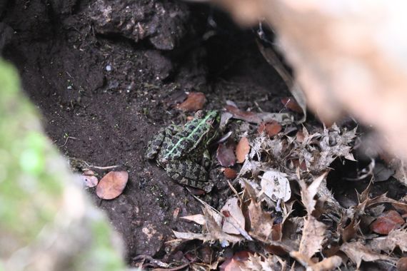 Info en Hamelin: Fauna, Dias de lluvia en Arroyo de la Luz