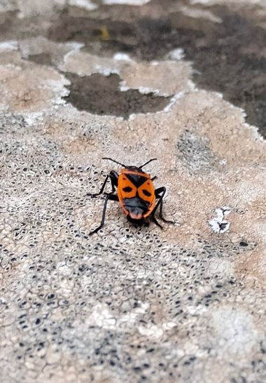 Solerantonio2 en Hamelin: Fauna  (Almeria), Insecto