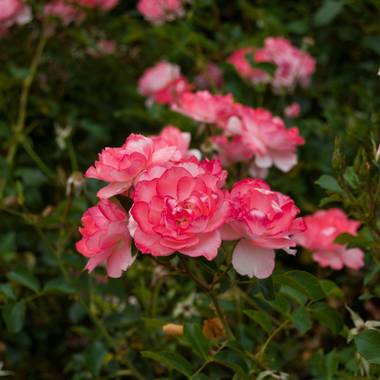 aylumeaubrio en Hamelin: Flora, #fotoflora #fotoflor #fotodestacadaflor 