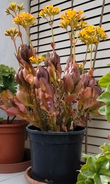 Solerantonio2 en Hamelin: Flora  (Lucainena de las Torres), Planta