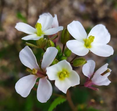 Mcjarama en Hamelin: Flora  (Benidorm), Diplotaxis erucoides, #flora21 