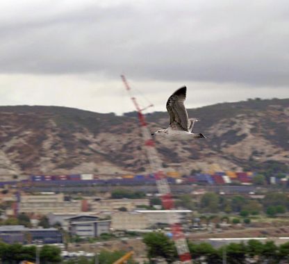 Gulliver1956 en Hamelin: Fauna  (Marsella), Juan Salvador Gaviota, era una gaviota distinta a los demás. Tenía un sueño sencillo, pero para las gaviotas su...