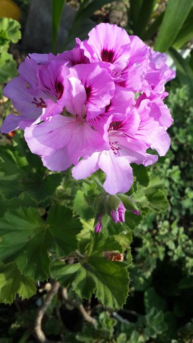 emax.linkin en Hamelin: Flora 