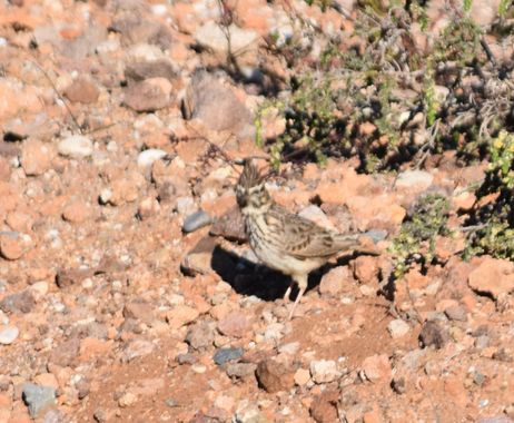 Solerantonio2 en Hamelin: Fauna  (Níjar), Cogujada comun