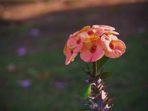 juanandrescardona01 en Hamelin: Flora  (El Retiro), Euphorbia milii, Euphorbia milii o Coronas de cristo son plantas florales que son nativas de Madagascar...