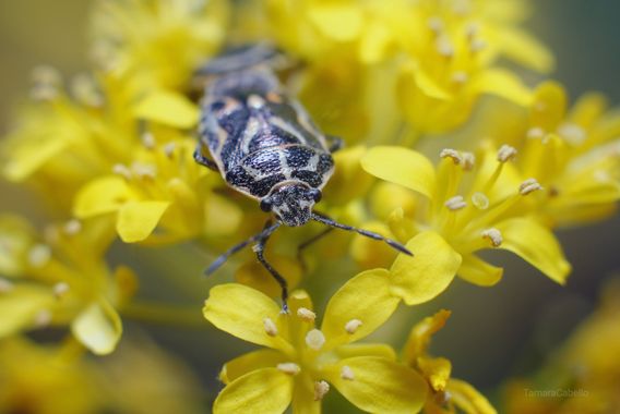 Tamaracabello en Hamelin: Fauna, #fauna #insectos #insectphoto #insectphotography #faunacanaria #macro #macro_captures_ #cumplehamelin #hamelin #tenerife 