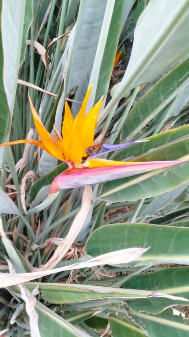 Solerantonio2 en Hamelin: Flora  (Almería), Flor ave del paraiso