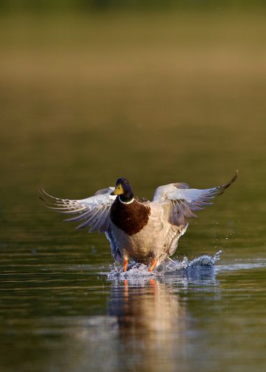 Jozsef Baricz en Hamelin: Fauna, Anas platyrhynchos Linnaeus, 1758, Landing just in time 🪶

#nature #natural #wild #wildlife #wildphoto #duck #ducks #out...