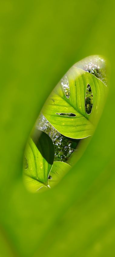 Michael_vinasco en Hamelin: Flora  (Ansermanuevo), Una perspectiva un poco diferente 🌱#fauna 