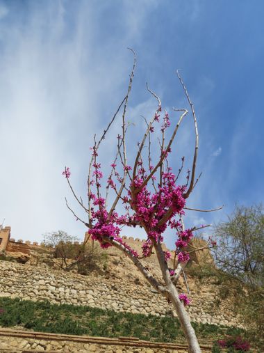Solerantonio2 en Hamelin: Flora  (Almería), Cercis chinensis, Planta