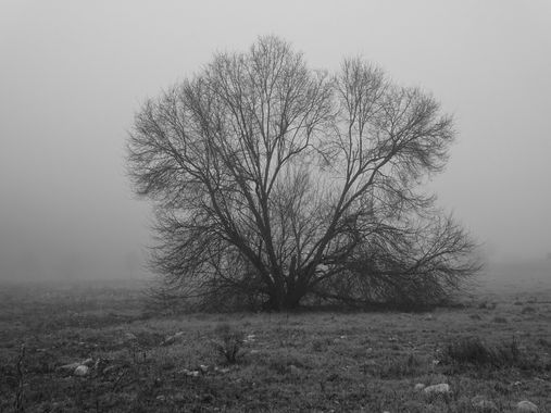 Mivilor68 en Hamelin: Paisaje  (Ponferrada), Paisaje con niebla
#niebla 
#arbolessinhojas 