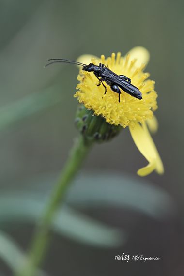 isidorogomez53 en Hamelin: Fauna  (Roses), #apfb 
#insectosdecataluña 
#insectosdeespaña 