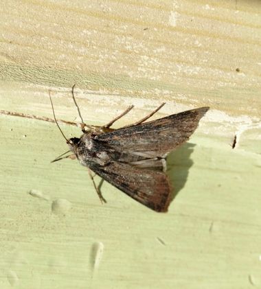 Solerantonio2 en Hamelin: Fauna  (Almería), Insecto