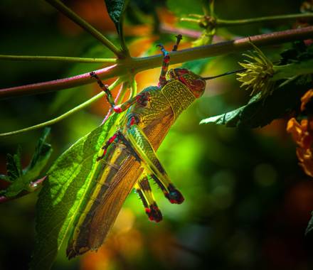 lucass.dosso en Hamelin: Fauna  (Eldorado)
